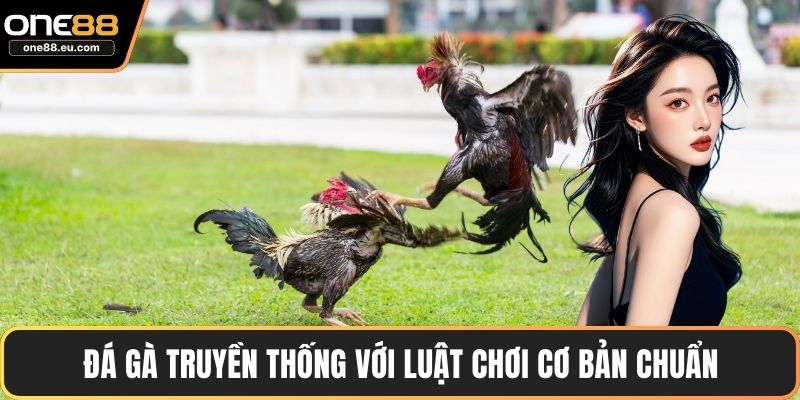 Đá gà truyền thống với luật chơi cơ bản chuẩn
